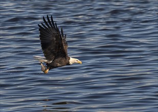 Bald eagle (Haliaeetus leucocephalus) with a caught fish at Mississippi River