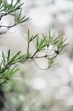 Japanese umbrella pine (Sciadopitys verticillata)