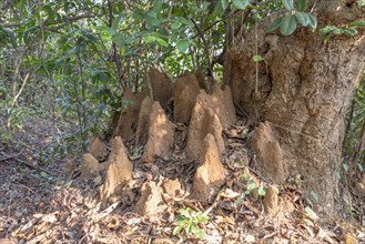 Termite mound in jungle