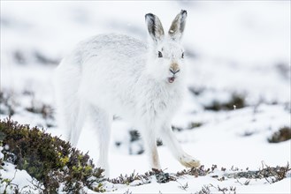Mountain hare (Lepus timidus) stretches out