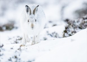 Mountain hare (Lepus timidus) running in snow