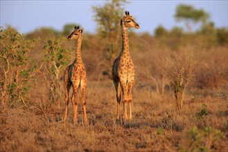 Southern giraffes (Giraffa camelopardalis giraffa)
