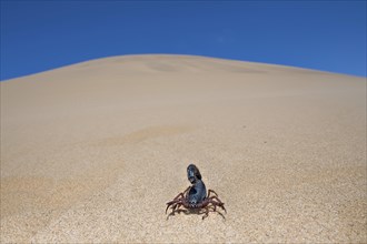 Transvaal thick-tailed scorpion (Parabuthus transvaalicus) in Sand Desert