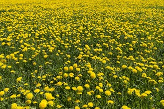 Dandelion meadow (Taraxacum sect. Ruderalia)