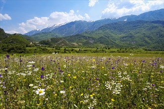 Flower meadow in the Vjosa valley
