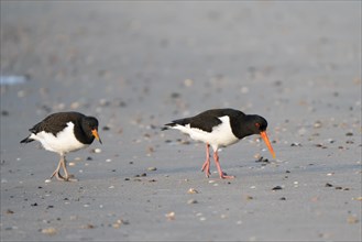 Two Eurasian oystercatcher (Haematopus ostralegus) on the beach looking for food