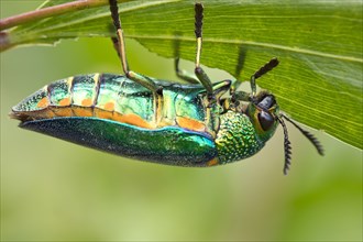 Jewel beetle (Buprestidae) feeds on a leave