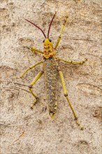 Common milkweed locust (Phymateus morbillosus)