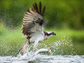 Osprey (Pandion haliaetus) hunting on the water
