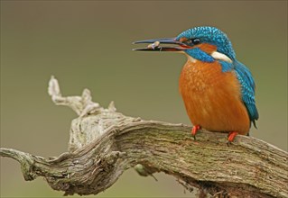 Common kingfisher (Alcedo atthis) with captured insect