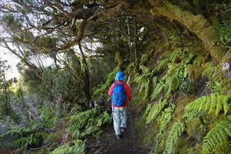 Woman hiking on forest trail in the cloud forest