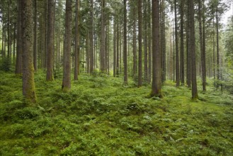 Coniferous forest in summer with moss and ferns