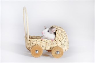 Fancy rat (Rattus norvegicus forma domestica) in miniature pram