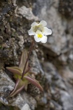 Alpine butterwort (Pinguicula alpina) on rocky ground