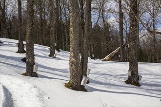 Maple forest with maple sap buckets on trees