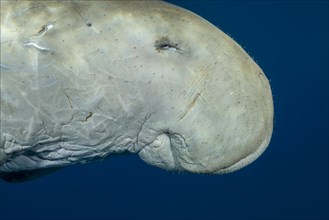 Dugong (Dugong dugon) in blue water