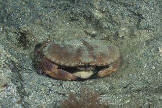 Edible Crab or Brown Crab (Cancer pagurus) sits in a sandy pit
