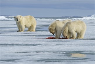 Polar bears (Ursus maritimus)