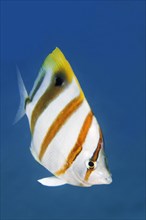 Sixspine butterflyfish (Parachaetodon ocellatus)