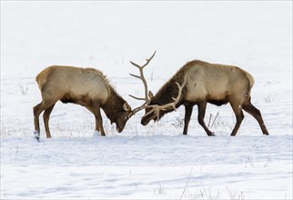 Two male wapitis (Cervus canadensis) fighting in prairie on snow