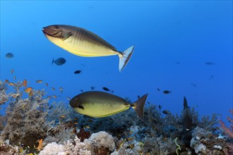 Two Bluetail Unicornfish (Naso hexacanthus) over coral reef