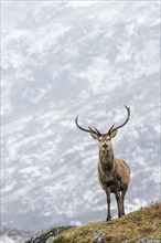 Red deer (Cervus elaphus) in snowfall