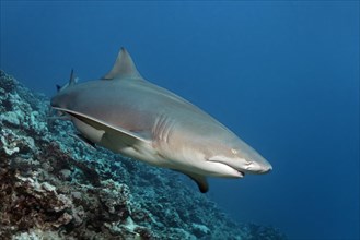 Sicklefin lemon shark (Negaprion acutidens) floats over coral reef