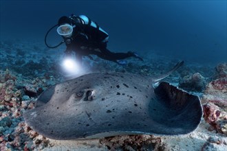 Diver with lamp watching Blackspotted stingray (Taeniura meyeni) Indian Ocean
