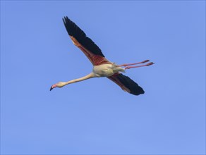 Greater flamingo (Phoenicopterus roseus)