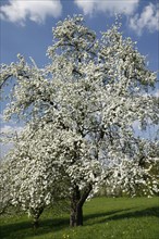 Old pear tree on a meadow orchard