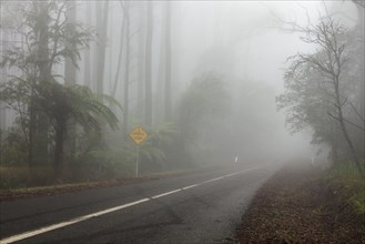 Wet road in dense fog in rainforest