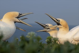Northern gannets (Morus bassanus)