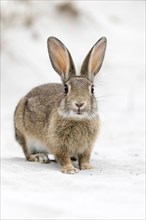 European rabbit (Oryctolagus cuniculus) in Sand Dune