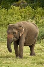 Sri Lankan elephant (Elephas maximus maximus) grazing