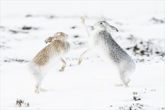 Mountain hares (Lepus timidus) boxing in the snow