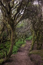 Walk through laurel forest