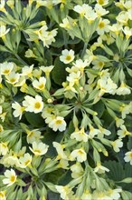 True oxlip (Primula elatior)