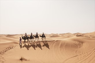 Caravan with dromedaries (Camelus dromedarius)