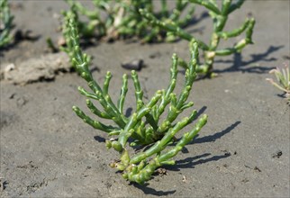 Glasswort (Salicornia spec.)
