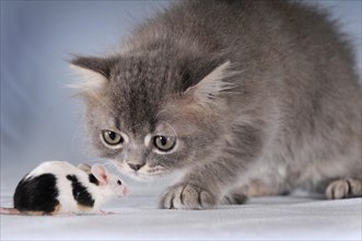 Young Persian Blend cat and spotted mouse