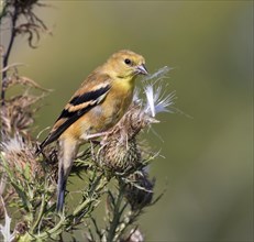 American goldfinch (Spinus tristis) female eating thistle seeds at a meadow