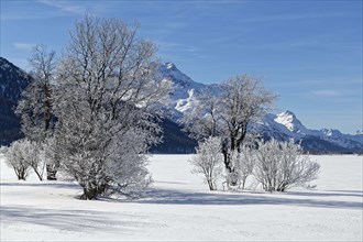 Trees with hoarfrost on the frozen Lake Silvaplaner