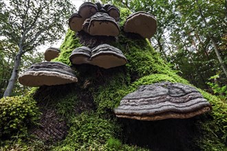 Tinder Funguses (Fomes fomentarius) grow on a dead