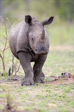 White rhinoceros (Ceratotherium simum)