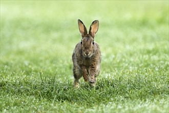 European rabbit (Oryctolagus cuniculus) runs in wet meadow