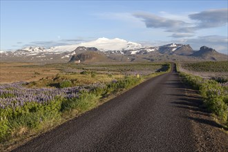 Road through landscape with lupines near Hellissandur