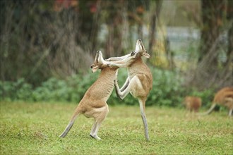 Agile wallabies (Macropus agilis) fighting on a meadow