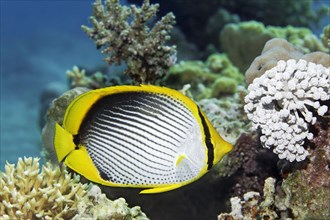 Blackback Butterflyfish (Chaetodon melannotus) floats over coral reef