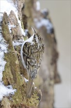 Short-toed treecreeper (Certhia brachydactyla) In search of food in winter