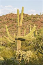 Saguaro (Carnegiea gigantea)